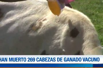 EN VILLAMONTES MURIERON 269 CABEZAS DE GANADO VACUNO