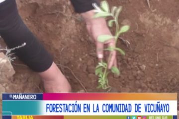 FORESTACIÓN EN LA COMUNIDAD DE VUCUÑAYO