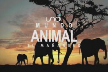 MUNDO ANIMAL: DERMATITIS Y SARNA ANIMAL