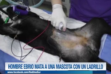 HOMBRE EBRIO MATA A UNA MASCOTA CON UN LADRILLO