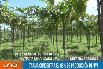 NUESTRA ECONOMÍA: TARIJA CONCENTRA EL 83% DE PRODUCCIÓN DE UVA