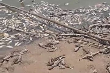 ALERTA EN EL PILCOMAYO: BAJO NIVEL DE AGUA Y PECES MUERTOS POR LA SEQUÍA