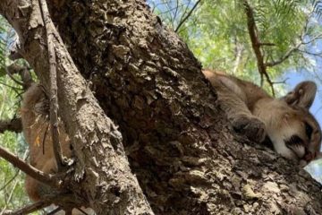 ¡ASUSTADO EN UN ÁRBOL! RESCATARON A UN PUMA CACHORRO EN UN BARRIO DE TARIJA