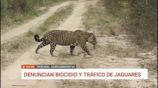 DENUNCIAN RED DE CAZA ILEGAL DE JAGUARES EN ÁREA PROTEGIDA DE BOLIVIA