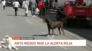 SUCRE: CINCO CASOS DE RABIA CANINA CONFIRMADOS EN LO QUE VA DEL AÑO