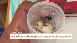 ALARMA EN ORURO: NIÑA DE 7 AÑOS HOSPITALIZADA POR PICADURA DE ARAÑA VIUDA NEGRA